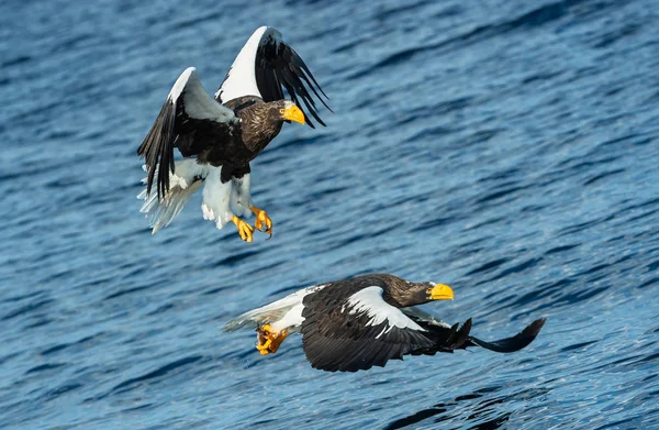 Pro Dospělé Sysel Eagles Rybaření Vědecký Název Haliaeetus Obrovské Pozadí — Stock fotografie