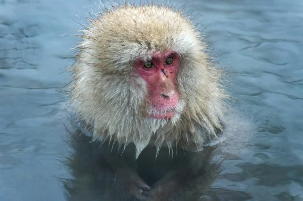 Macaque Japonais Dans Les Sources Chaudes Naturelles Macaque Japonais Nom — Photo