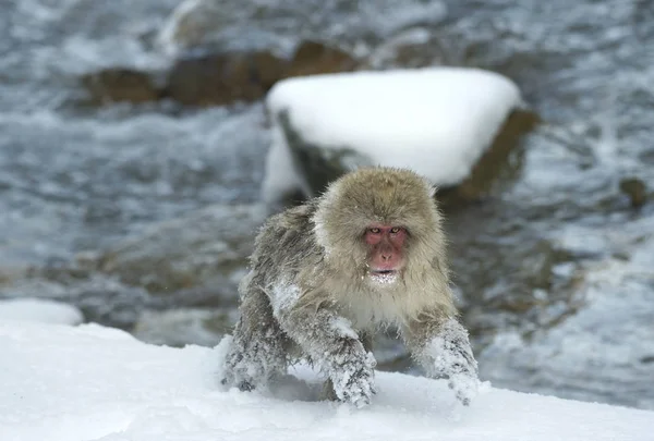 天然温泉の近くのニホンザルを実行されています ニホンザル ニホンザル 雪猿とも呼ばれます 自然の生息地 — ストック写真