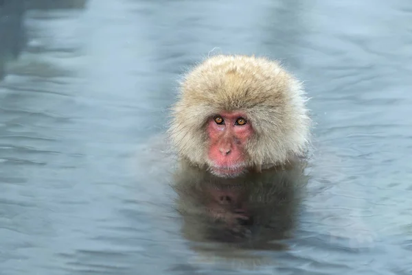天然温泉中的日本猕猴 日本猕猴 科学名称 也被称为雪猴 — 图库照片