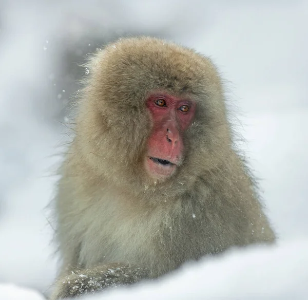 Hóban Majom Japán Makákó Tudományos Neve Macaca Nyert Fuscata Más — Stock Fotó