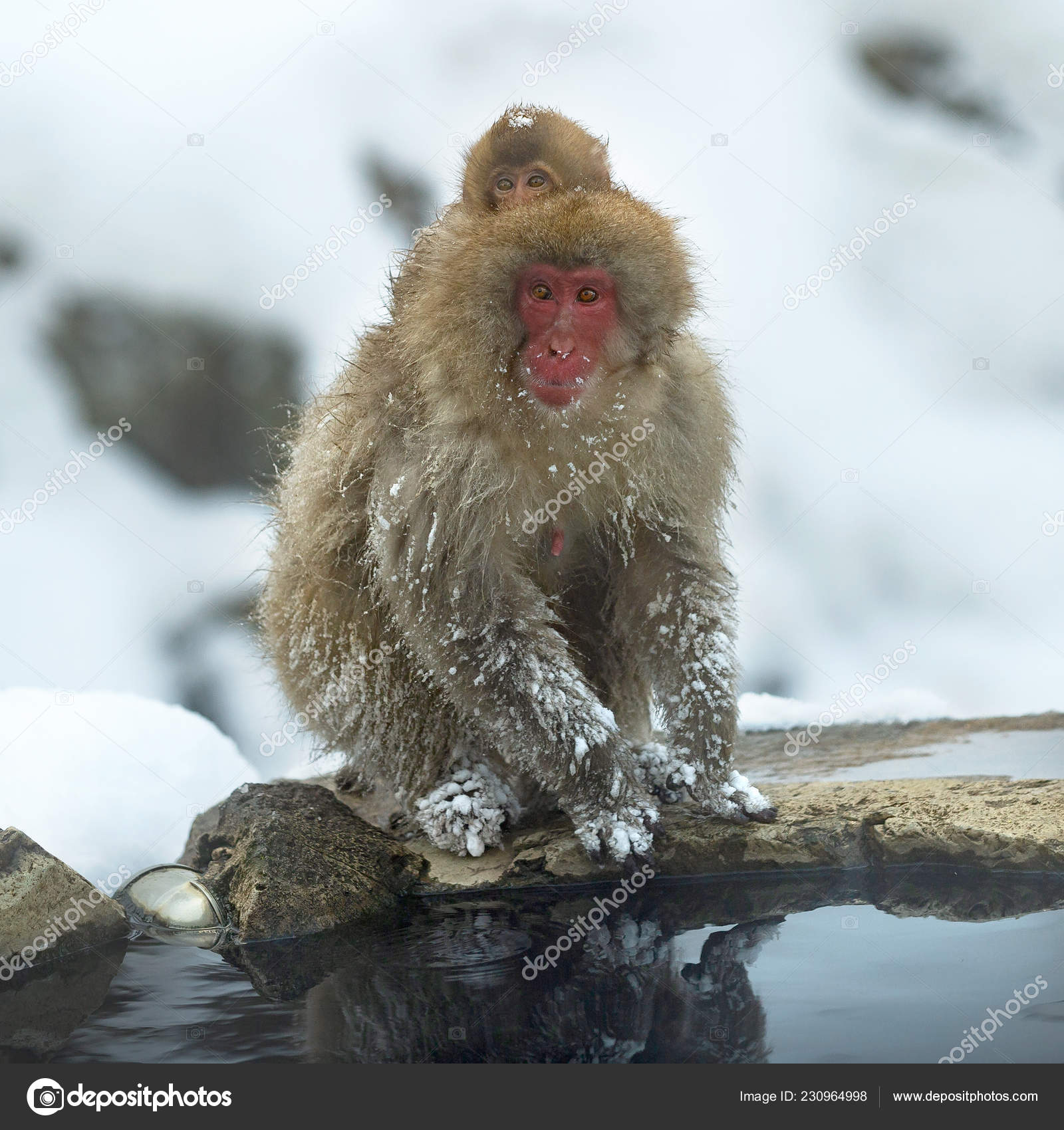 ニホンザルの天然温泉に戻って近くのカブ ニホンザル ニホンザル 雪猿とも呼ばれます 自然の生息地 冬のシーズン ストック写真 C Surzet