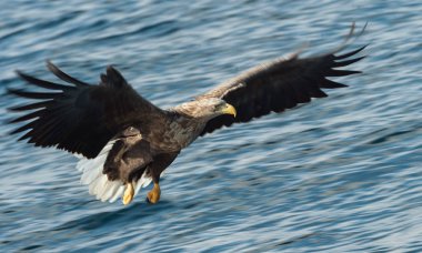 Yetişkin mavi okyanus arka plan üzerinde beyaz kuyruklu kartal. Bilimsel adı: Haliaeetus albicilla, olarak da bilinen ern, erne, gri kartal, Avrasya deniz kartal ve ak kuyruklu deniz-kartal. Doğal yaşam alanı