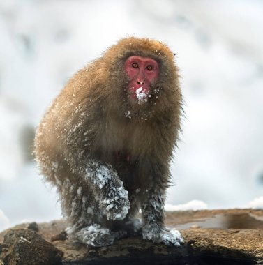 Japon makak Doğal kaplıcalar yakınında. Japon makak (bilimsel adı: Macaca fuscata), kar maymun olarak da bilinir. Doğal yaşam alanı, kış sezonu.
