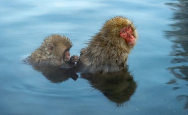 Japon makak Doğal kaplıcalar suda. Japon makak (bilimsel adı: Macaca fuscata), kar maymun olarak da bilinir. Doğal yaşam alanı, kış sezonu.