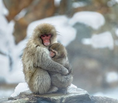 Japon makak ve yavrusu Doğal kaplıcalar yakın. Japon makak (bilimsel adı: Macaca fuscata), kar maymun olarak da bilinir. Doğal yaşam alanı, kış sezonu.