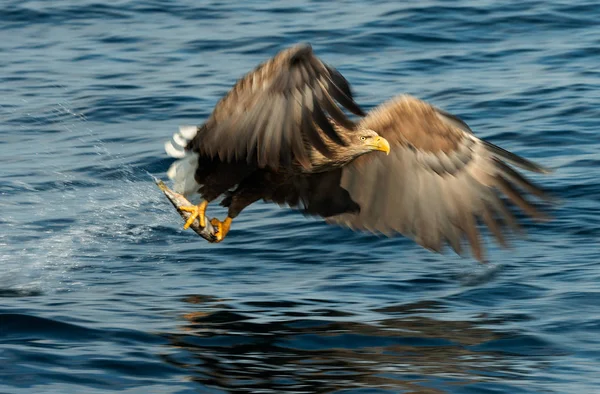 アダルト オジロワシ釣り 青い海を背景 Haliaeetus アマオブネ として知られているの Ern アーン湖 灰色のワシ ユーラシアの海ワシ — ストック写真