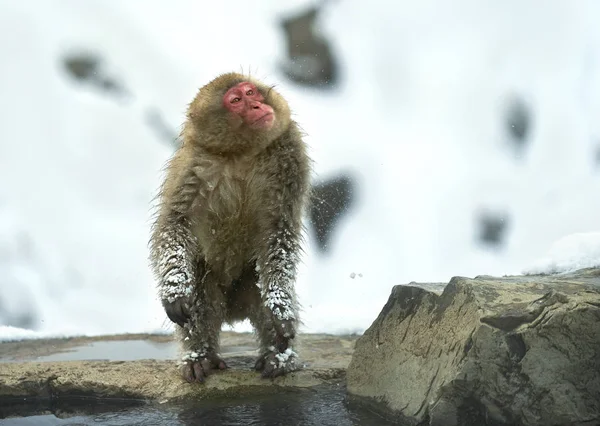 Japanse Makaak Schudt Water Uit Wol Aan Oever Van Warme — Stockfoto