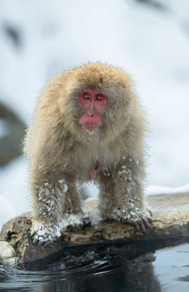 Macaque Japonais Près Des Sources Chaudes Naturelles Macaque Japonais Nom — Photo