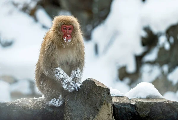 Japán Makákó Közelében Természetes Meleg Források Japán Makákó Tudományos Neve — Stock Fotó