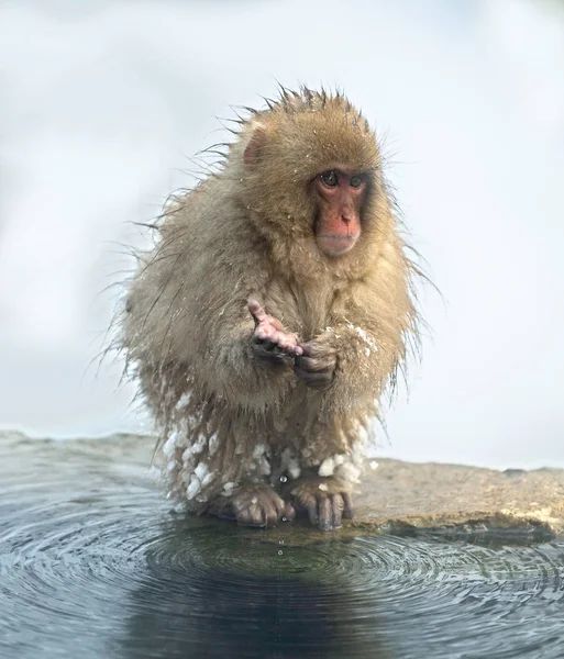 天然温泉附近的日本猕猴 日本猕猴 科学名称 也被称为雪猴 自然栖息地 — 图库照片