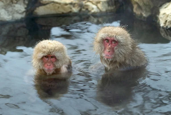 Macaco Neve Água Macaco Japonês Nome Científico Macaca Fuscata Também — Fotografia de Stock