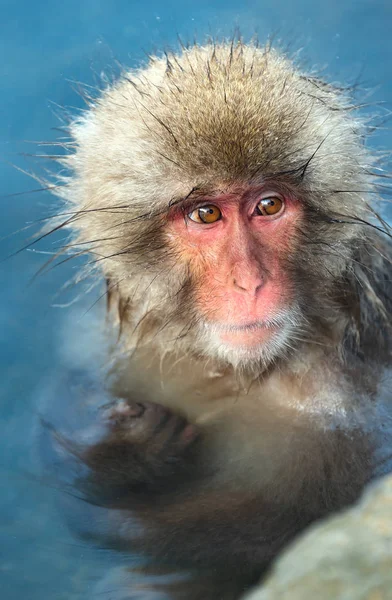 Mono Nieve Agua Aguas Termales Naturales Macaco Japonés Nombre Científico — Foto de Stock