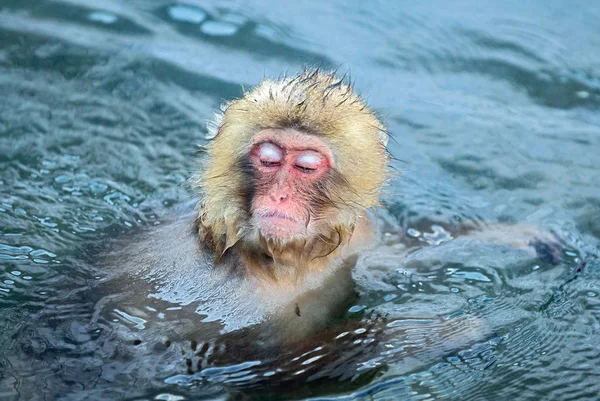 Singe Des Neiges Dans Eau Des Sources Chaudes Naturelles Macaque — Photo