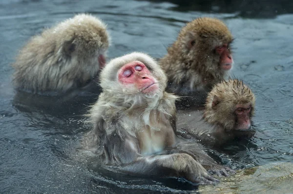 Ιαπωνικών Πιθήκους Macacus Στο Νερό Ιαματικών Πηγών Την Ιαπωνική Macaque — Φωτογραφία Αρχείου