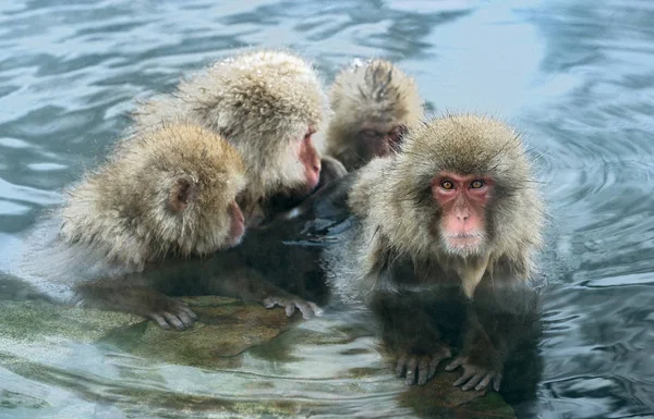 Macacos Japoneses Água Fontes Termais Naturais Macaco Japonês Nome Científico — Fotografia de Stock