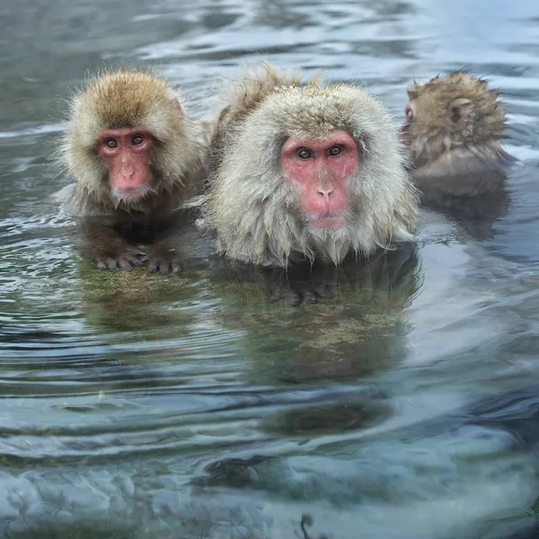Ιαπωνικών Πιθήκους Macacus Στο Νερό Ιαματικών Πηγών Την Ιαπωνική Macaque — Φωτογραφία Αρχείου