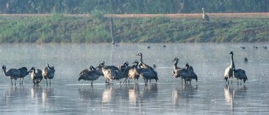 Ortak (Grus grus) ayakta su vinç. Vinçler Flock üzerinde gündoğumu gölde. Sabahın erken saatlerinde sis. Sabah manzara Hula Vadisi rezerv.
