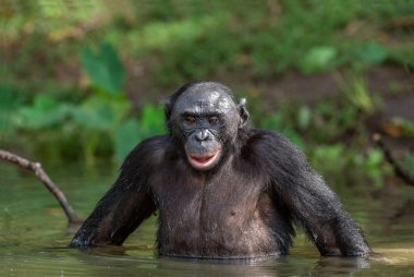 Bonobo su. Bonobo (Pan paniscus), cüce şempanze denir. Afrika