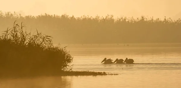 Pelicans Swim Water Morning Mist Morning Mist Dawn — Stock Photo, Image