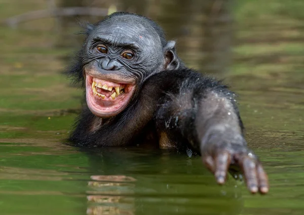 Sonriendo Bonobo Agua Hábitat Natural Bonobo Pan Paniscus Llamado Chimpancé —  Fotos de Stock