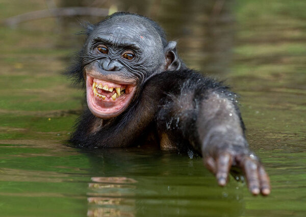 Smiling Bonobo in the water. Natural habitat. The Bonobo ( Pan paniscus), called the pygmy chimpanzee. Congo. Africa