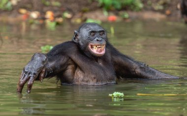 Gülümseyen Bonobo su. Doğal yaşam alanı. Bonobo (Pan paniscus), cüce şempanze denir. Kongo. Afrika