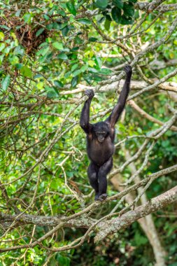 Bonobo doğal yaşam alanı ağacında üzerinde. Yeşil doğal arka plan. Daha önce cüce şempanze çağrıldığını Bonobo (Pan paniscus). Kongo. Afrika