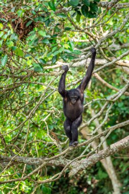 Bonobo on the tree in natural habitat. Green natural background. The Bonobo ( Pan paniscus), earlier being called  the pygmy chimpanzee. Congo. Africa clipart
