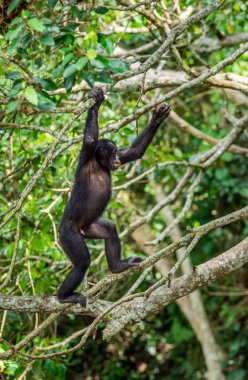 Bonobo doğal yaşam alanı ağacında üzerinde. Yeşil doğal arka plan. Daha önce cüce şempanze çağrıldığını Bonobo (Pan paniscus). Afrika