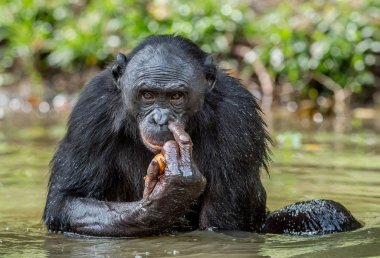Bonobo in the water. The Bonobo ( Pan paniscus), called the pygmy chimpanzee. 