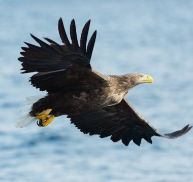 Mavi okyanus üzerinde uçan yetişkin ak kuyruklu kartal. Bilimsel adı: Haliaeetus albicilla, olarak da bilinen ern, erne, gri kartal, Avrasya deniz kartal ve ak kuyruklu deniz-kartal.