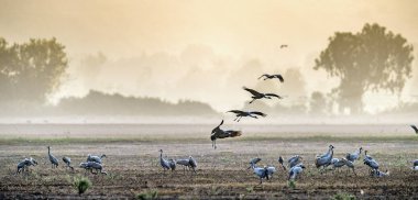 Vinçler alan yiyecek arama içinde. Bayağı turna Grus grus, doğal ortamlarında. Ulusal parkta Agamon İsrail Hula Vadisi'nin gündoğumu, vinçler besleme.