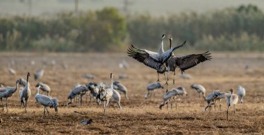 Vinçler tarıma elverişli alan dans. Bayağı turna, bilimsel adı: Grus grus Grus communis. Sisli sabah erken sahasının vinçler Flock.