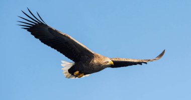 Ak kuyruklu kartal uçuş. Mavi gökyüzü arka plan. Bilimsel adı: Haliaeetus albicilla, olarak da bilinen ern, erne, gri kartal, Avrasya deniz kartal ve ak kuyruklu deniz-kartal.