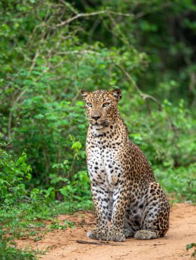 Leopar oturma kumlu bir yolda. Sri Lanka parsı (Panthera pardus kotiya). Yala Milli Parkı. Sri Lanka