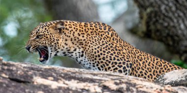 Bir taşa kükreyen leopar. Sri Lanka parsı (Panthera pardus kotiya) kadın.