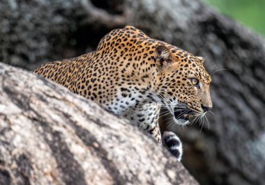 Bir taşa kükreyen leopar. Sri Lanka parsı (Panthera pardus kotiya) kadın.