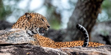 Bir taşa kükreyen leopar. Sri Lanka parsı (Panthera pardus kotiya) kadın.