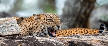 Bir taşa kükreyen leopar. Sri Lanka parsı (Panthera pardus kotiya) kadın.