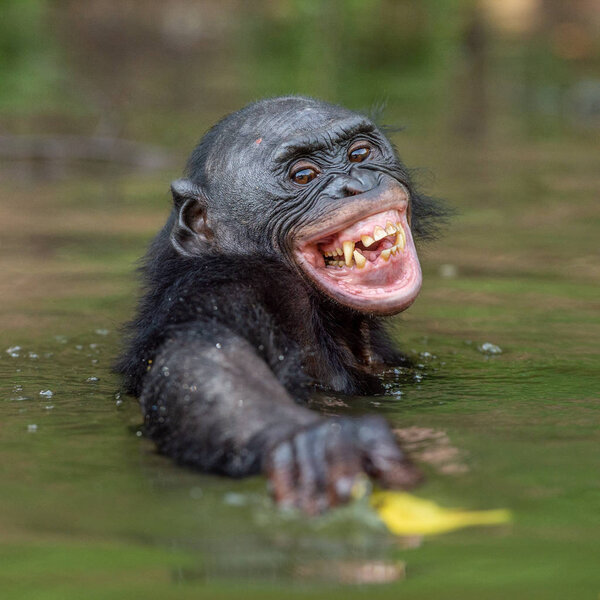 Smiling Bonobo in the water. Natural habitat. The Bonobo ( Pan paniscus), called the pygmy chimpanzee. Congo. Africa