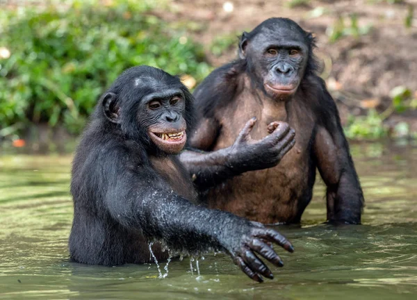 Bonobos Het Water Bonobo Pan Paniscus Genaamd Dwerg Chimpansee Congo — Stockfoto