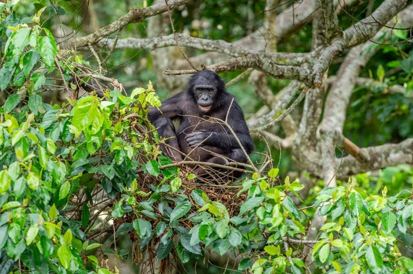 自然の生息地で木にボノボ 緑の自然な背景 ボノボ ボノボ 以前ピグミー チンパンジーと呼ばれています コンゴ アフリカ — ストック写真