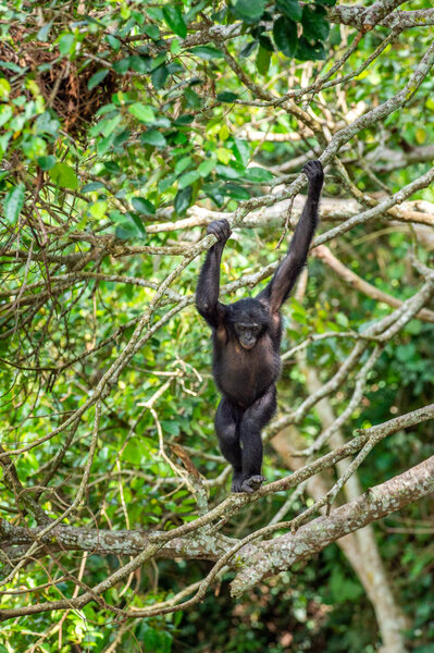 Bonobo on the tree in natural habitat. Green natural background. The Bonobo ( Pan paniscus), earlier being called  the pygmy chimpanzee. Congo. Africa