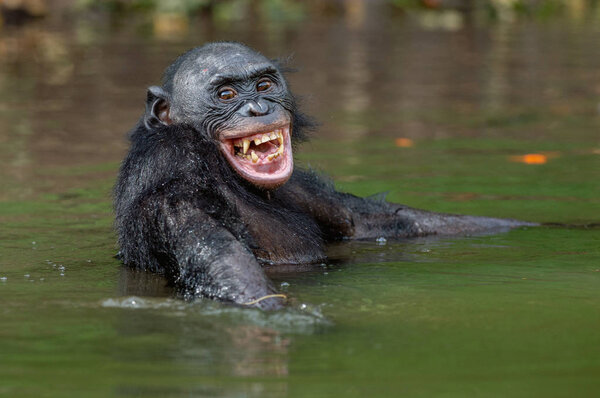 Smiling Bonobo in the water. Natural habitat. The Bonobo ( Pan paniscus), called the pygmy chimpanzee. Congo. Africa
