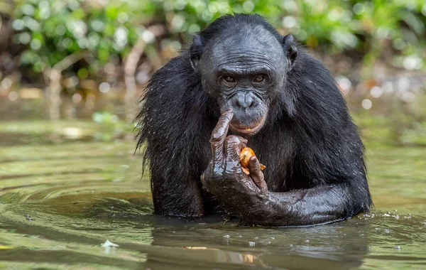 Bonobo Het Water Bonobo Pan Paniscus Genaamd Pygmy Chimpansee Congo — Stockfoto