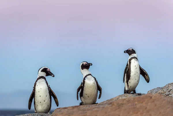Afrikanska Pingvinerna Kväll Twilight Solnedgång Sky Vetenskaplig Namn Spheniscus Demersus — Stockfoto