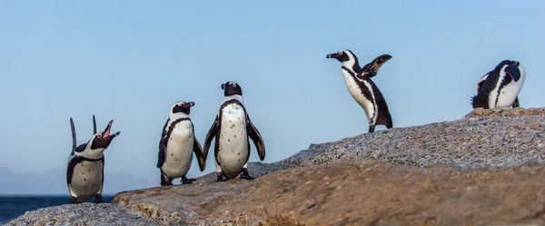 Pinguini Africani Crepuscolo Sera Cielo Tramonto Nome Scientifico Spheniscus Demersus — Foto Stock