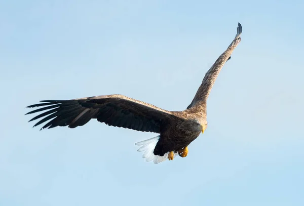 Águia Cauda Branca Voo Fundo Azul Céu Nome Científico Haliaeetus — Fotografia de Stock