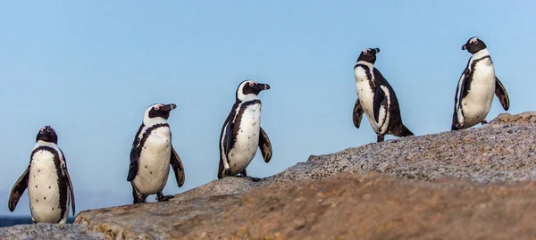 Die Afrikanischen Pinguine Der Abenddämmerung Abendhimmel Wissenschaftlicher Name Spheniscus Demersus — Stockfoto